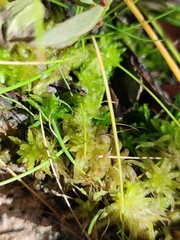 Sphagnum denticulatum