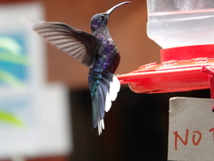 Campylopterus hemileucurus