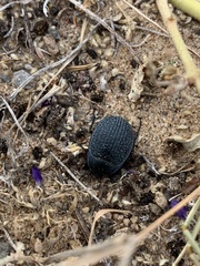 Eusattus reticulatus