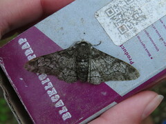 Biston betularia