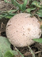 Lycoperdaceae
