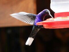 Campylopterus hemileucurus