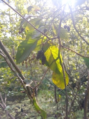 Alnus serrulata