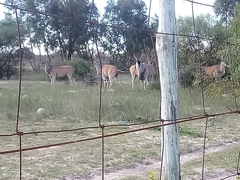 Tragelaphus oryx oryx