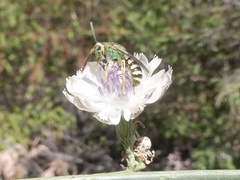 Agapostemon texanus