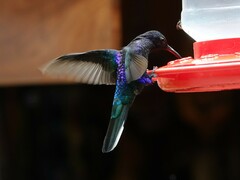 Campylopterus hemileucurus