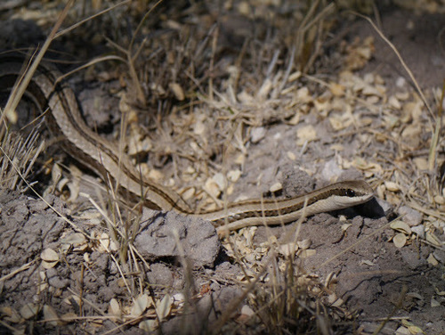Psammophylax tritaeniatus