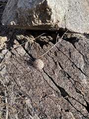 Mammillaria grahamii