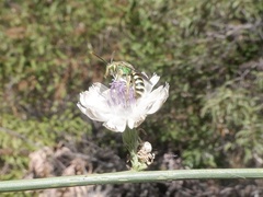 Agapostemon texanus