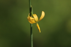 Echeandia flavescens