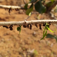 Loranthaceae