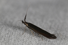 Coleophora mayrella