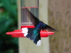 Campylopterus hemileucurus