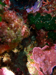 Holothuria sanctori