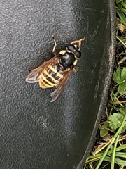 Sericomyia silentis