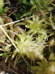 Sphagnum denticulatum