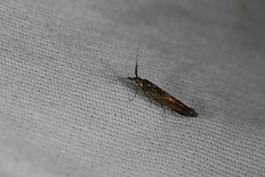 Coleophora mayrella