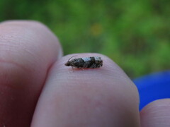 Eucosma parmatana