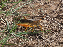 Schistocerca americana