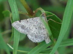 Frederickia nigricomma