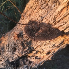 Inocutis tamaricis