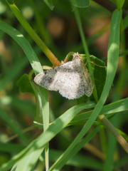Frederickia nigricomma