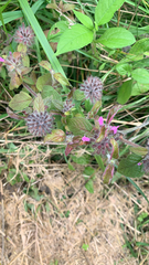 Clinopodium vulgare