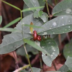 Trigoniulus corallinus