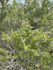 Castela erecta