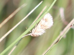 Cynaeda dentalis