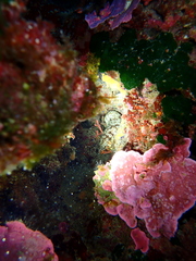 Holothuria sanctori
