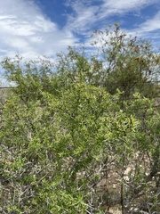 Castela erecta