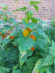 Alkekengi officinarum