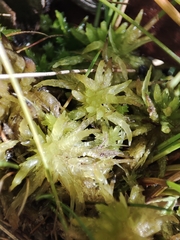 Sphagnum denticulatum