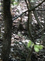 Sylvilagus aquaticus