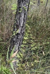 Lygodium microphyllum