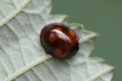 Exochomus quadripustulatus