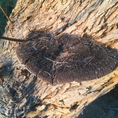 Inocutis tamaricis