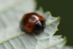 Exochomus quadripustulatus