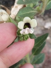 Hyoscyamus albus