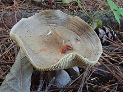 Ampulloclitocybe clavipes