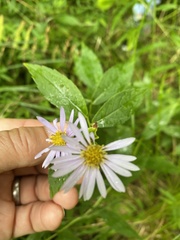 Eurybia radulina