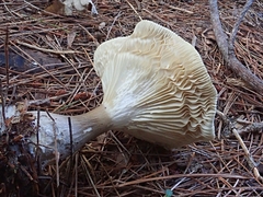 Ampulloclitocybe clavipes
