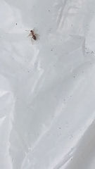 Prenolepis imparis
