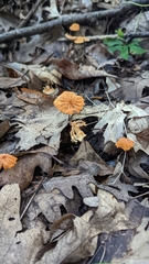 Marasmius siccus