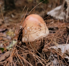 Amanita amerirubescens