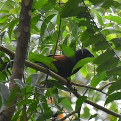 Centropus sinensis