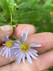 Eurybia radulina
