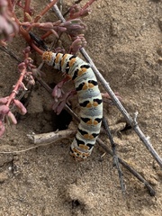 Euscirrhopterus gloveri