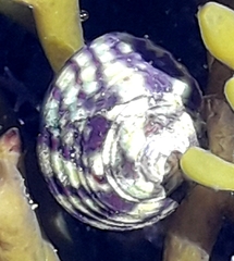 Steromphala umbilicalis